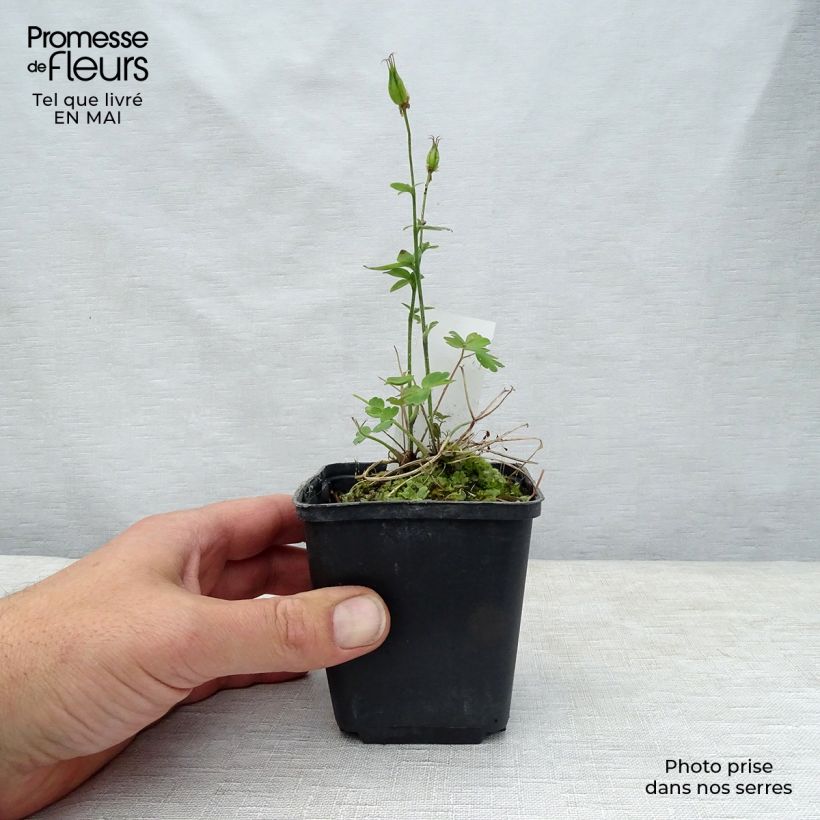 Aquilegia vulgaris Winky Red White Vasetto da 8/9 cm esemplare consegnato in primavera