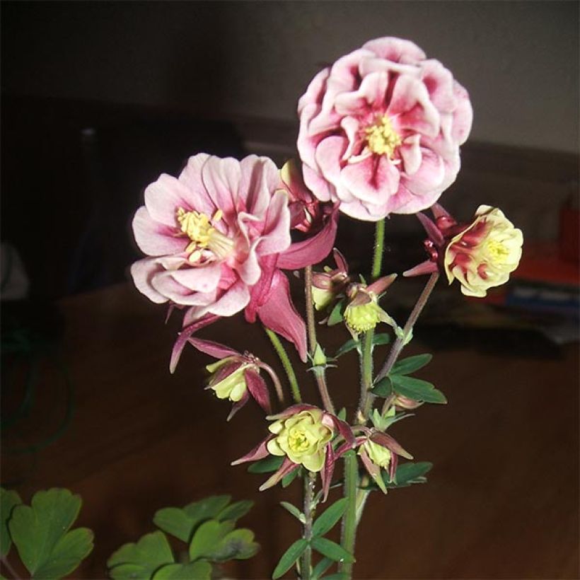 Aquilegia vulgaris Winky Red White (Fioritura)