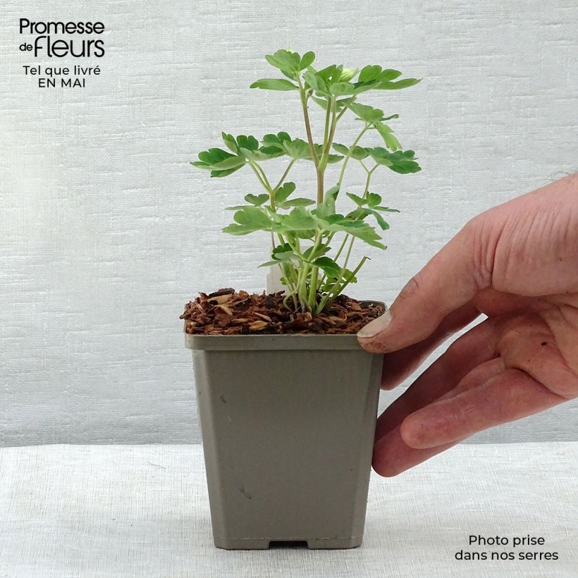 Example of Aquilegia alpina Vasetto da 8/9 cm as you get in printemps