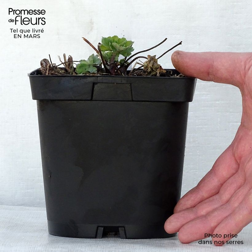 Example of Aquilegia alpina Vaso da 2L/3L as you get in printemps