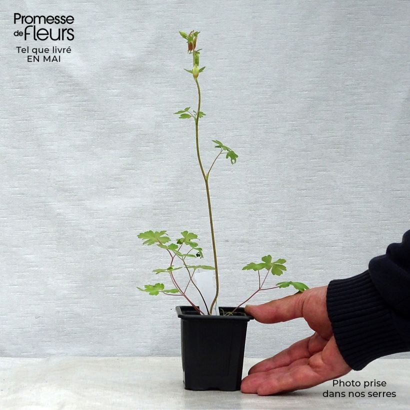 Aquilegia canadensis Vasetto da 8/9 cm esemplare consegnato in primavera