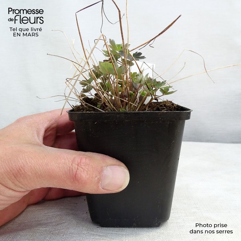 Aquilegia canadensis Little Lanterns Vasetto da 8/9 cm esemplare consegnato in primavera