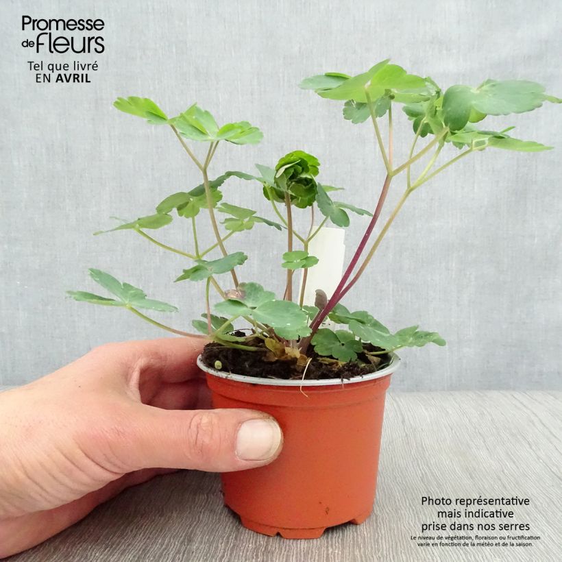 Example of Aquilegia vulgaris var. stellata Black Barlow Vasetto da 8/9 cm as you get in printemps