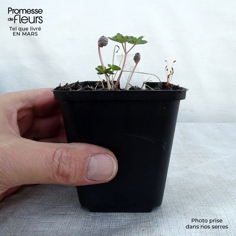 Aquilegia vulgaris var. stellata Rose Barlow Vasetto da 8/9 cm esemplare consegnato in primavera