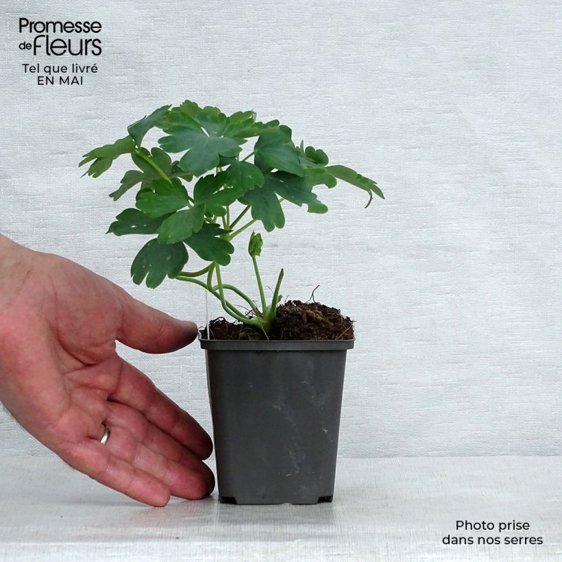 Aquilegia vulgaris var. stellata White Barlow Vasetto da 8/9 cm esemplare consegnato in primavera