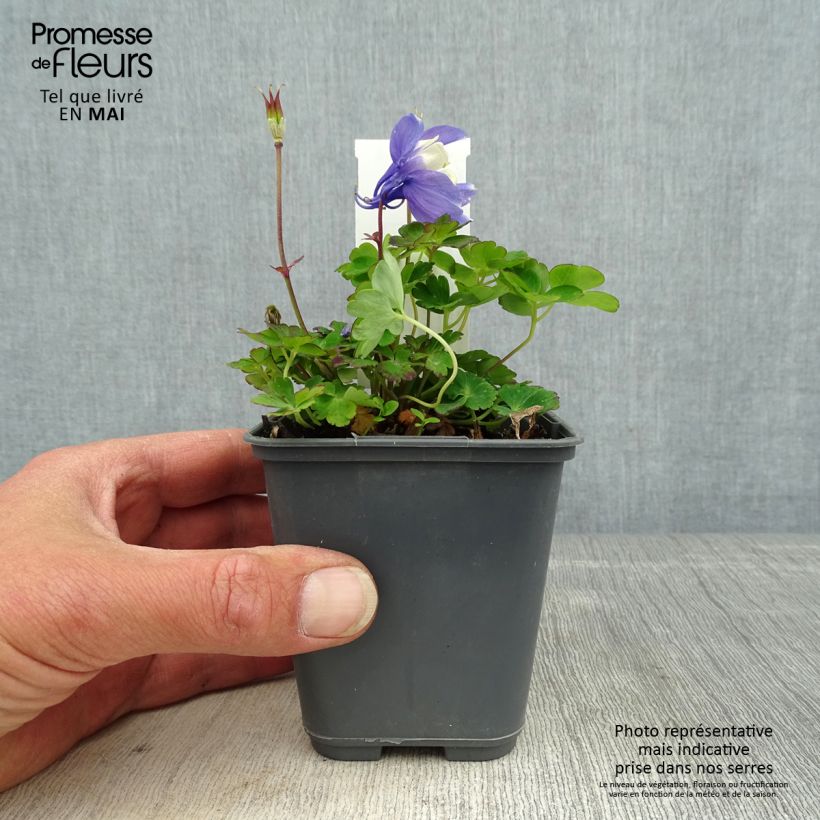 Example of Aquilegia flabellata Cameo Blue and White Vasetto da 8/9 cm as you get in printemps
