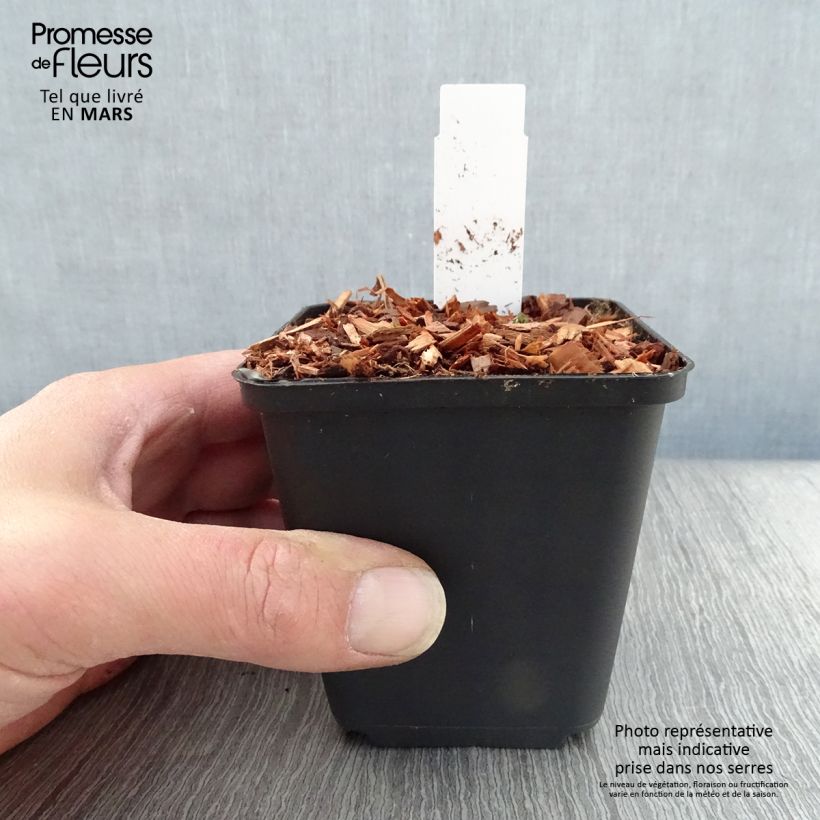 Example of Aquilegia flabellata Cameo White Vasetto da 8/9 cm as you get in printemps