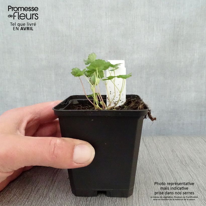 Aquilegia flabellata Ministar Vasetto da 8/9 cm esemplare consegnato in primavera