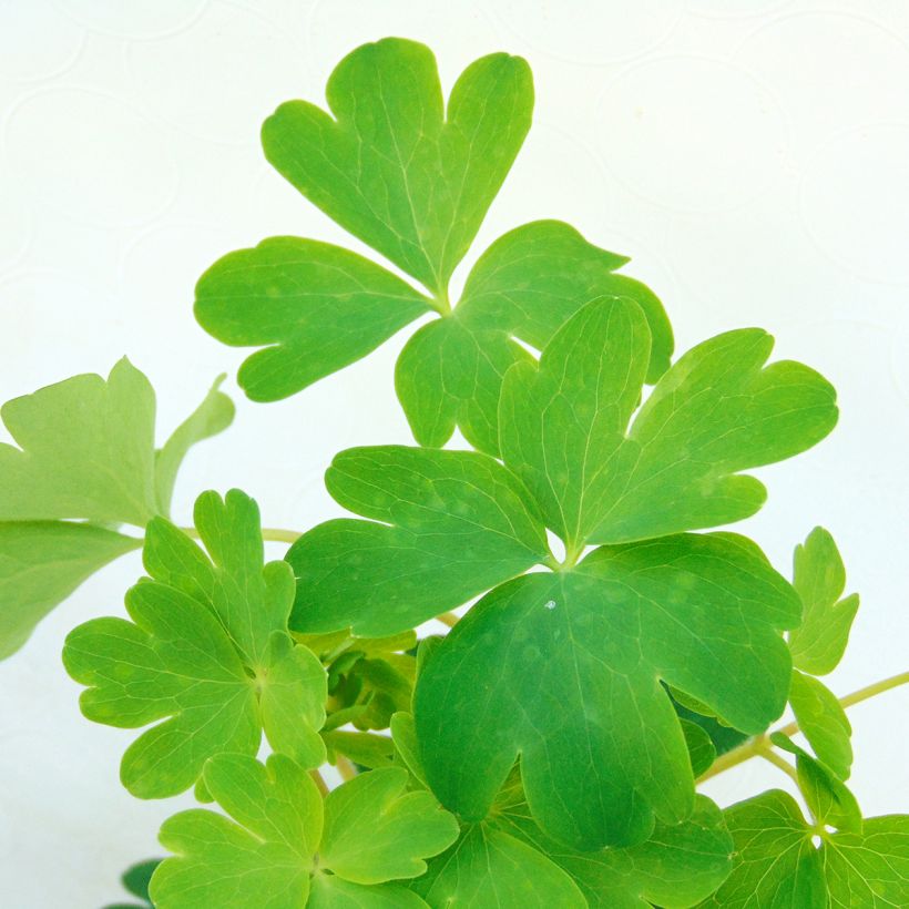 Aquilegia vulgaris Ruby Port (Foliage)