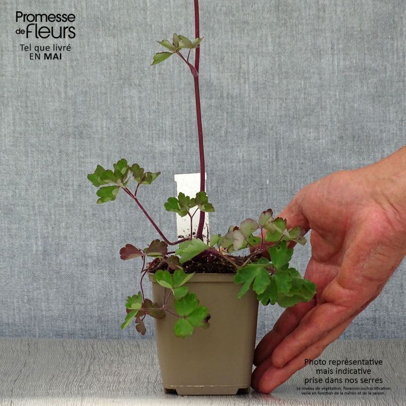 Example of Aquilegia vulgaris Ruby Port Vasetto da 8/9 cm as you get in printemps