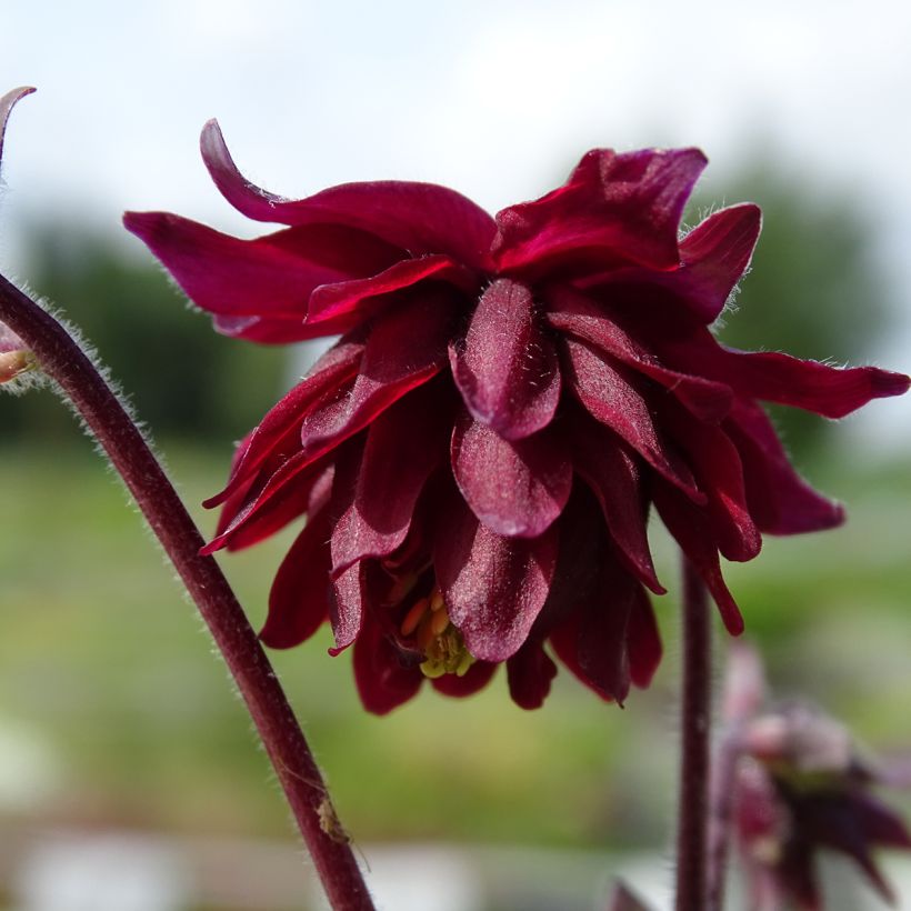 Aquilegia vulgaris Ruby Port (Flowering)