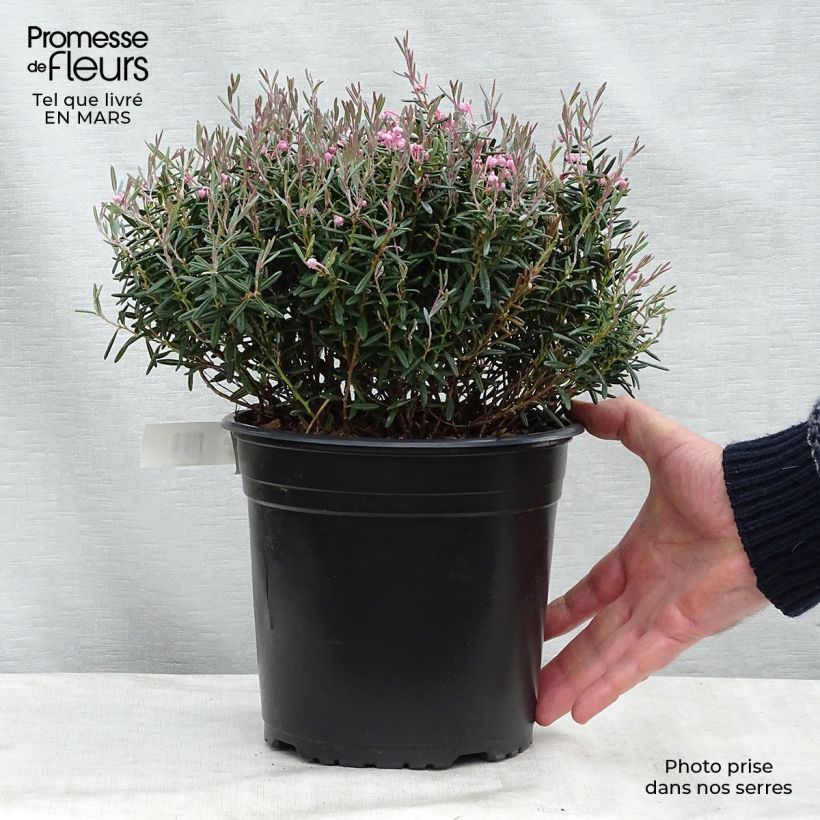 Example of Andromeda polifolia Blue Lagoon - Rosmarino di palude Vaso da 2L/3L as you get in printemps