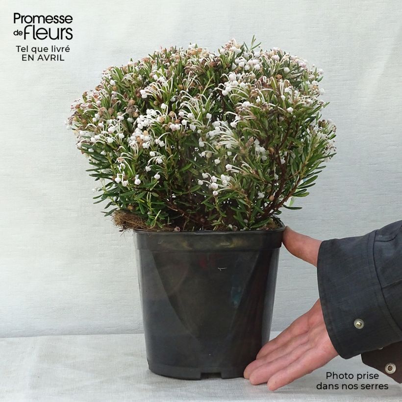 Example of Andromeda polifolia Compacta - Rosmarino di palude Vaso da 2L/3L as you get in printemps