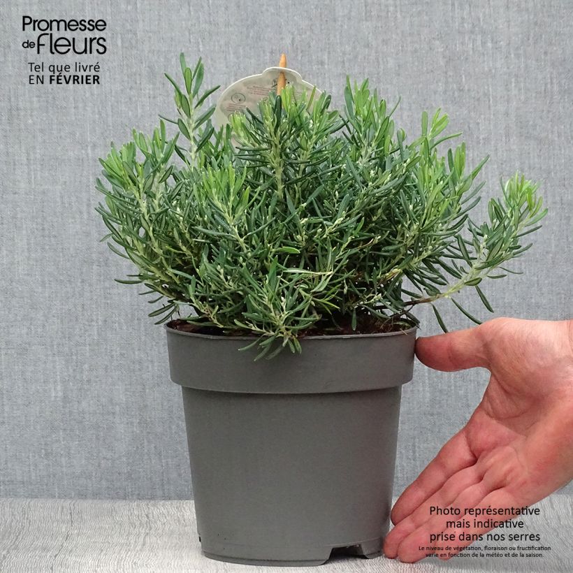 Esemplare di Andromeda polifolia Compacta - Rosmarino di palude Vaso da 2L/3L come consegnato in autunno