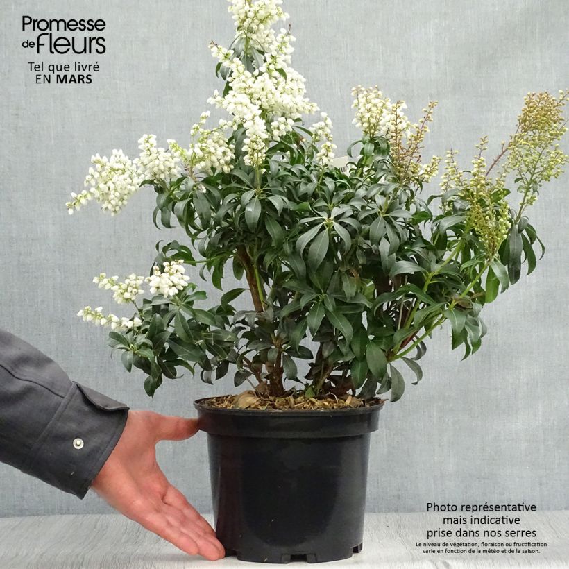 Example of Pieris japonica Bonfire Vaso da 3L/4L as you get in printemps