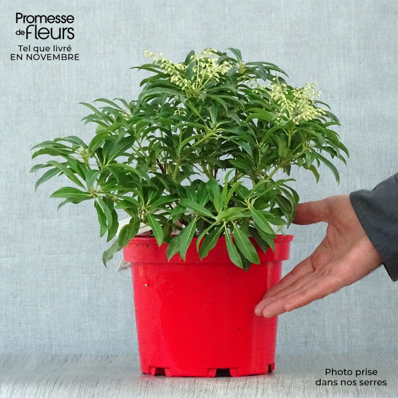 Esemplare di Pieris japonica Forest Flame Vaso da 2L/3L come consegnato in autunno