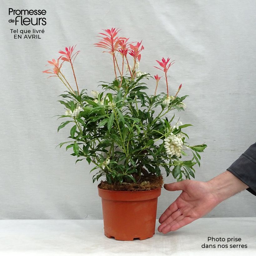 Example of Pieris japonica Forest Flame Vaso da 2L/3L as you get in printemps