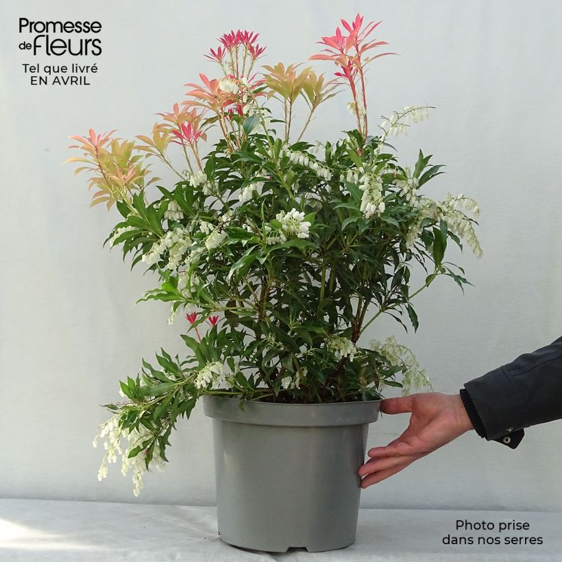 Example of Pieris japonica Forest Flame Vaso da 7,5L/10L as you get in printemps