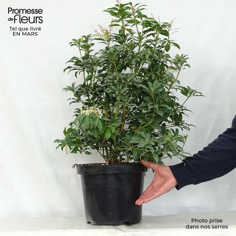 Example of Pieris japonica Mountain Fire Vaso da 2L/3L as you get in printemps