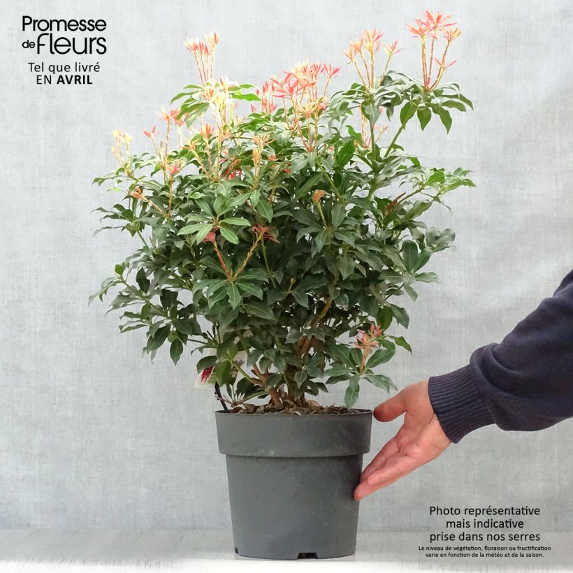 Example of Pieris japonica Mountain Fire Vaso da 4L/5L as you get in printemps