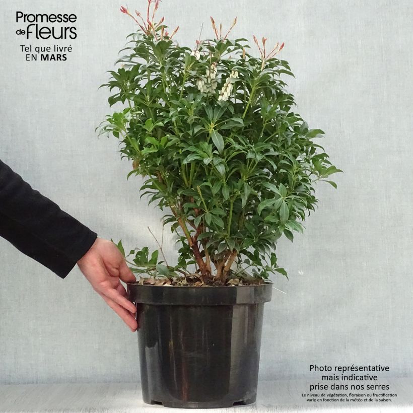 Example of Pieris japonica Mountain Fire Vaso da 7,5L/10L as you get in printemps