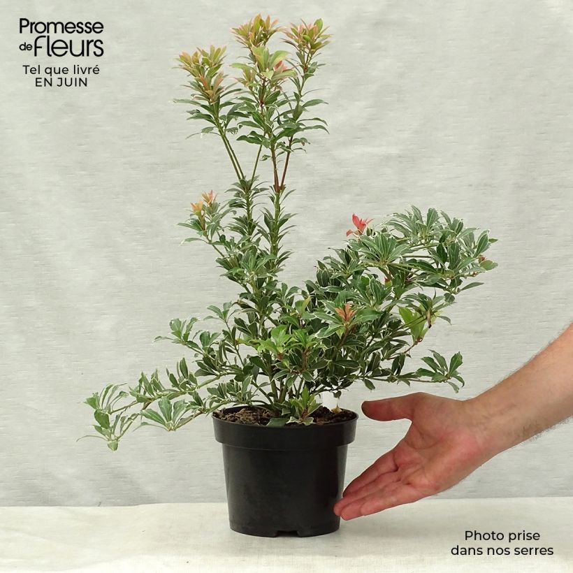 Esemplare di Pieris japonica Carnaval Vaso da 2L/3L consegnato in estate
