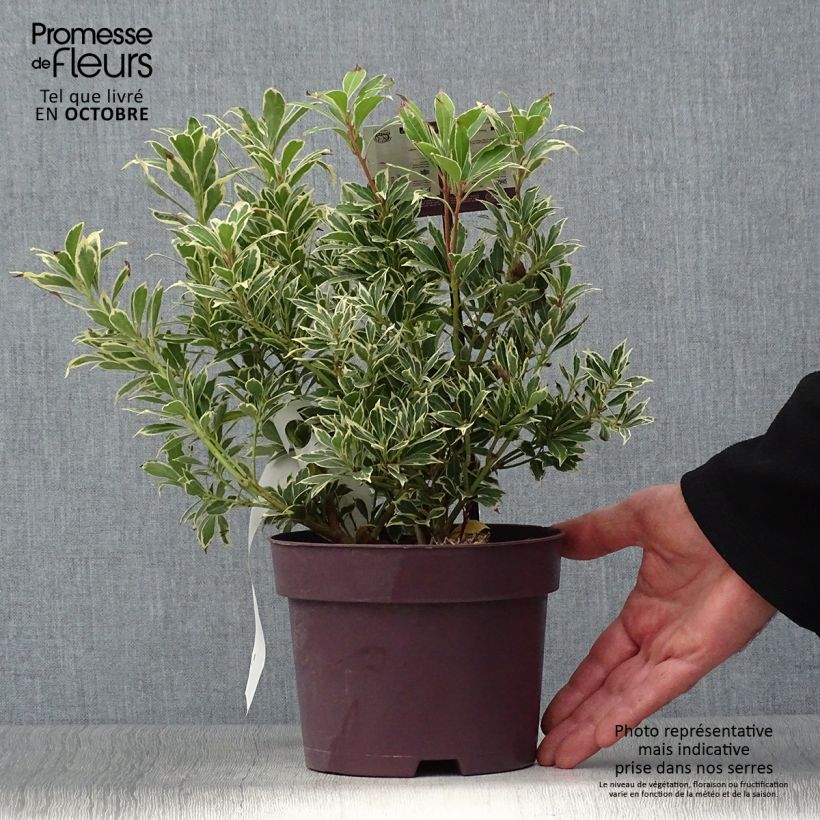 Esemplare di Pieris japonica Carnaval Vaso da 2L/3L come consegnato in autunno