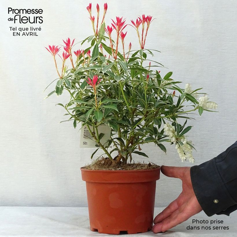 Pieris japonica Flaming Silver Vaso da 2L/3L esemplare consegnato in primavera