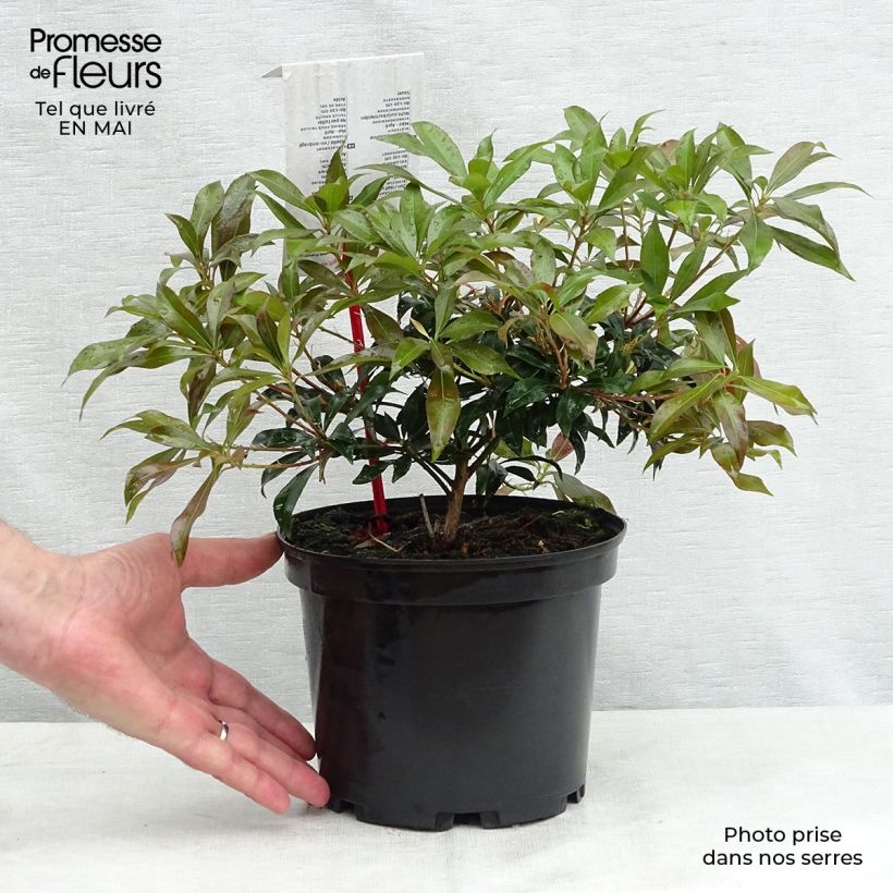 Pieris japonica Katsura Vaso da 2L/3L esemplare consegnato in primavera