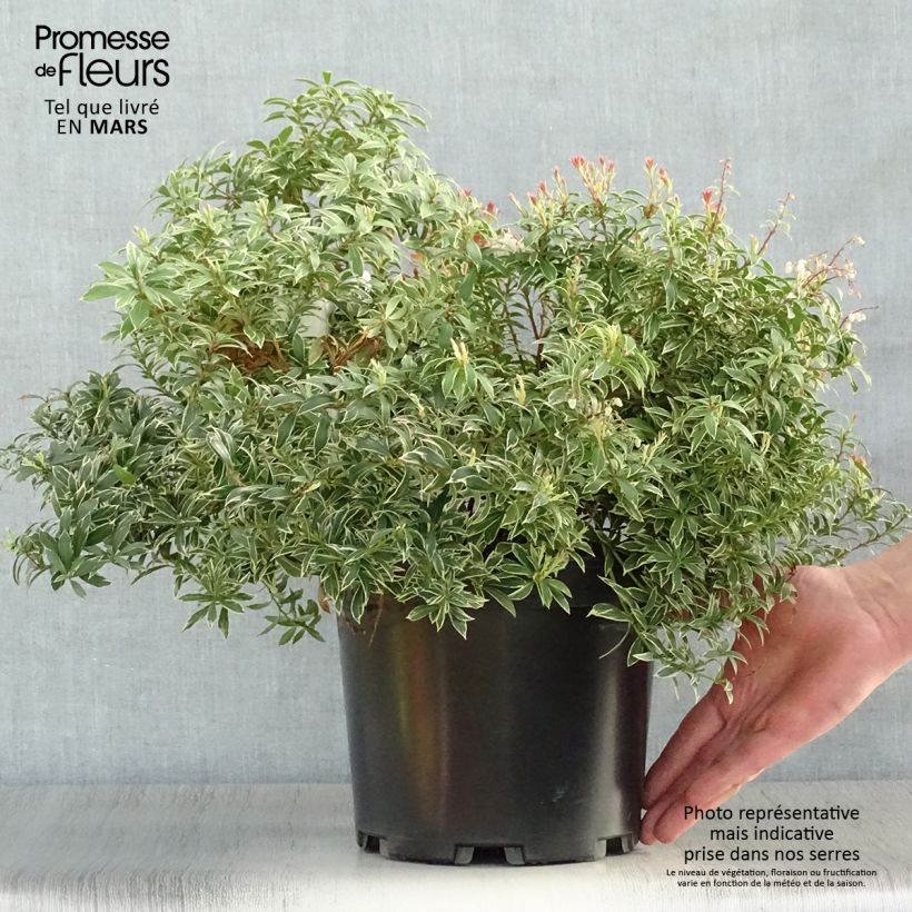 Example of Pieris japonica Little Goldy Vaso da 4L/5L as you get in printemps