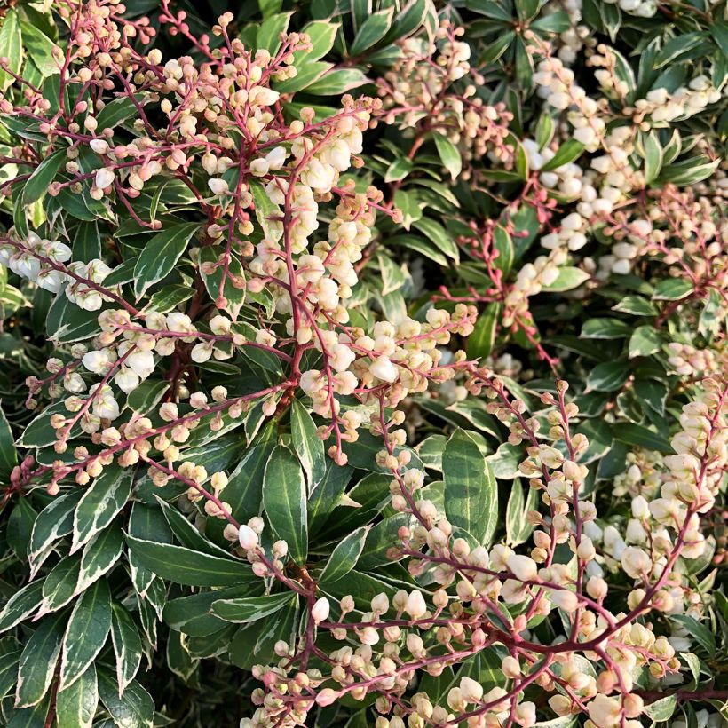 Pieris japonica Little Goldy (Flowering)
