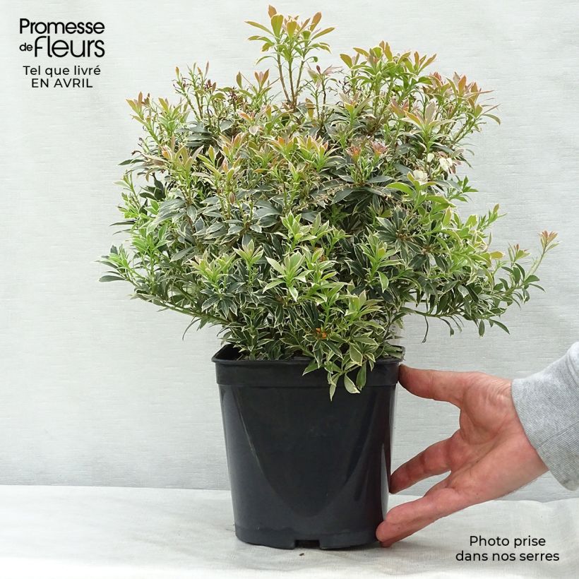 Example of Pieris japonica Little Heath Vaso da 2L/3L as you get in printemps