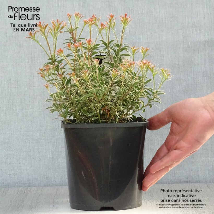 Andromède du Japon - Pieris japonica Little Heath Variegata Vaso da 2L/3L esemplare consegnato in primavera