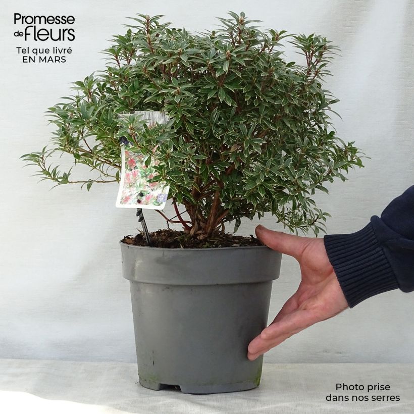 Example of Pieris japonica Little Heath Vaso da 4L/5L as you get in printemps
