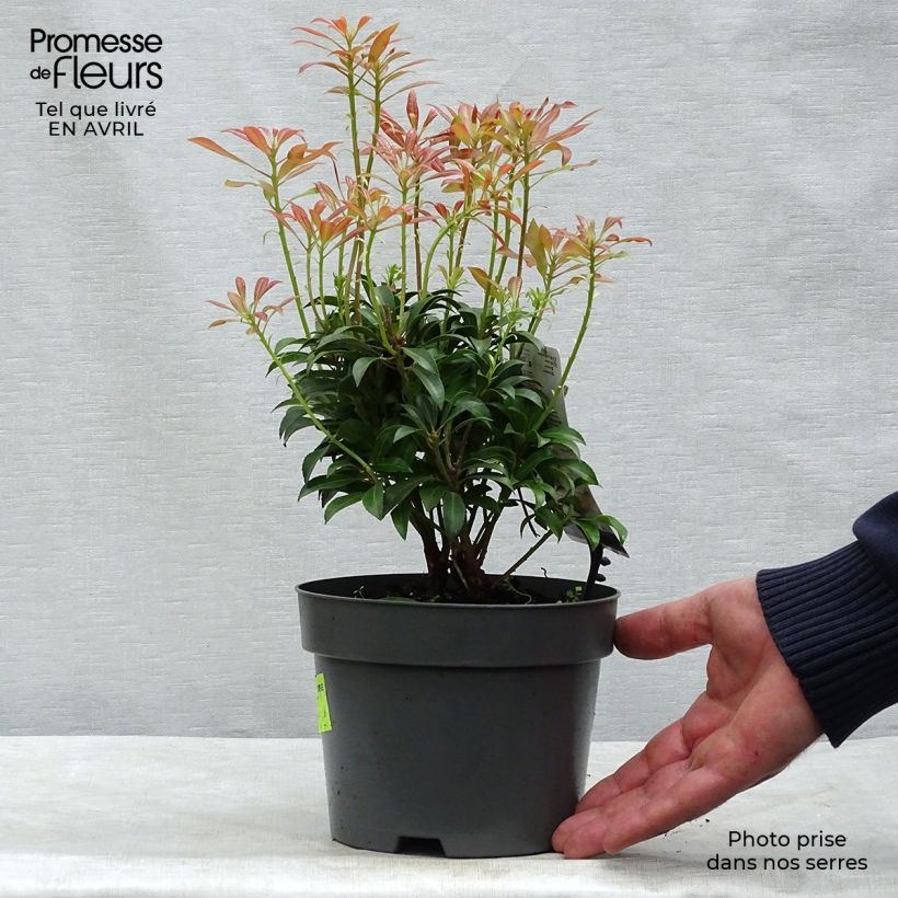 Example of Pieris japonica Passion Vaso da 2L/3L as you get in printemps