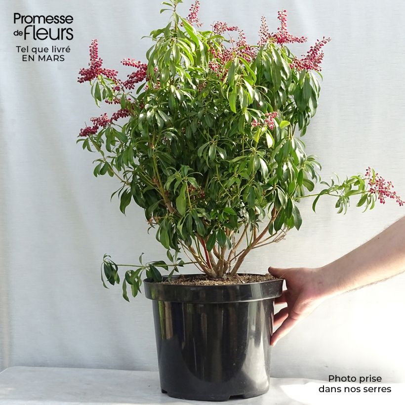 Example of Pieris japonica Passion Vaso da 6L/7L as you get in printemps