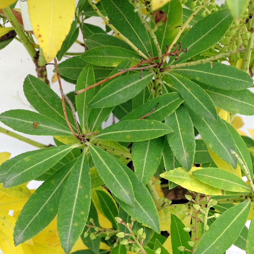 Pieris japonica Purity (Foliage)