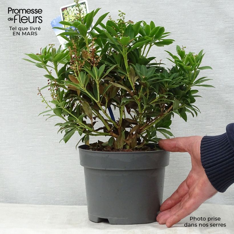 Example of Pieris japonica Purity Vaso da 3L/4L as you get in printemps