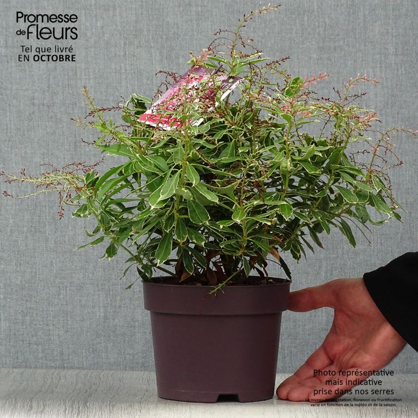 Esemplare di Pieris japonica Ralto Rose Vaso da 2L/3L come consegnato in autunno