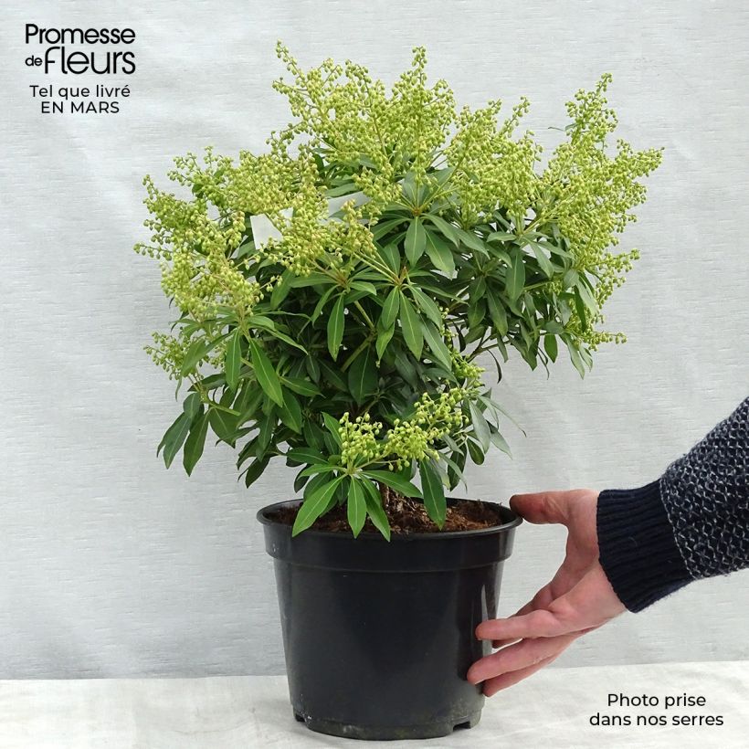 Pieris japonica Sarabande Vaso da 3L/4L esemplare consegnato in primavera