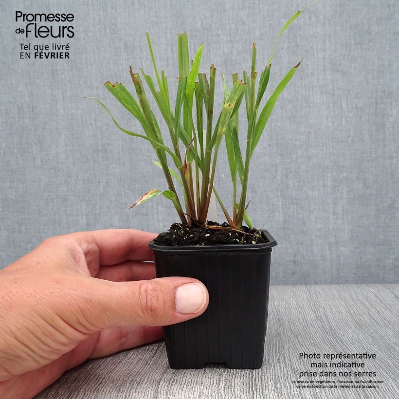 Example of Andropogon gerardii Blackhawks Vasetto da 8/9 cm as you get in printemps