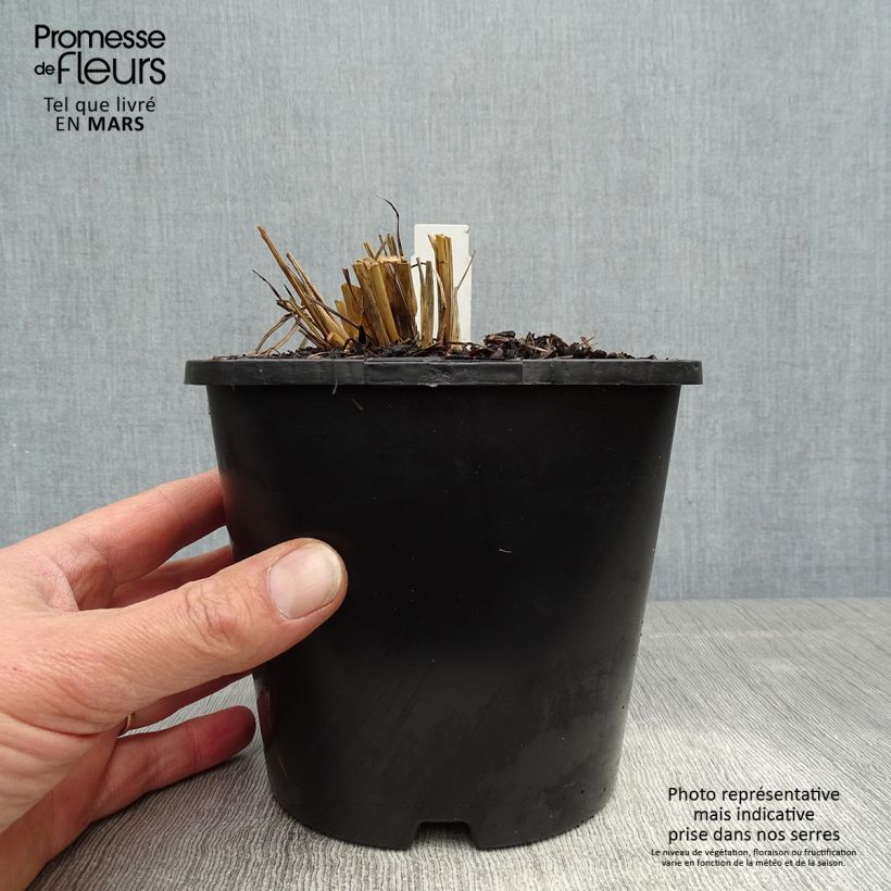 Example of Andropogon gerardii Blackhawks Vaso da 2L/3L as you get in printemps