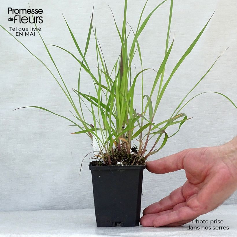 Andropogon hallii Purple Konza Vasetto da 8/9 cm esemplare consegnato in primavera