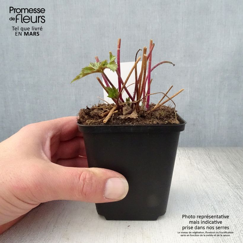 Anemone Ruffled Swan - Anemone giapponese Vasetto da 8/9 cm esemplare consegnato in primavera