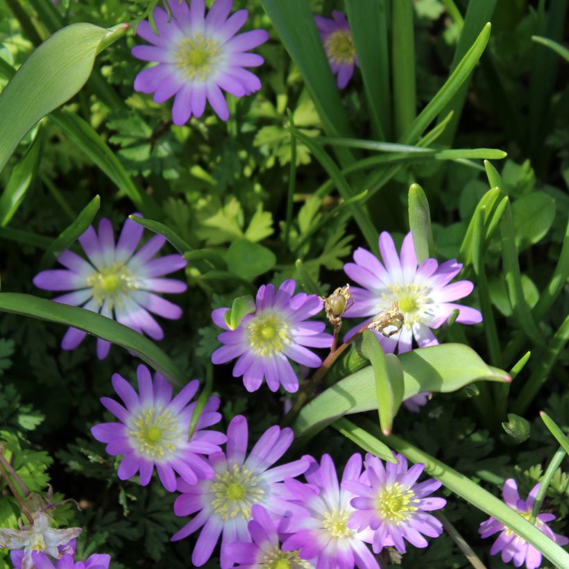 Anemone blanda Charmer (Fioritura)