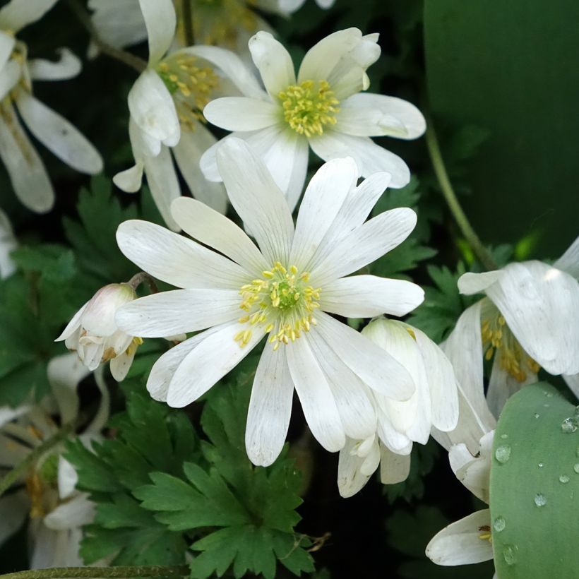Anemone blanda White Splendour (Fioritura)