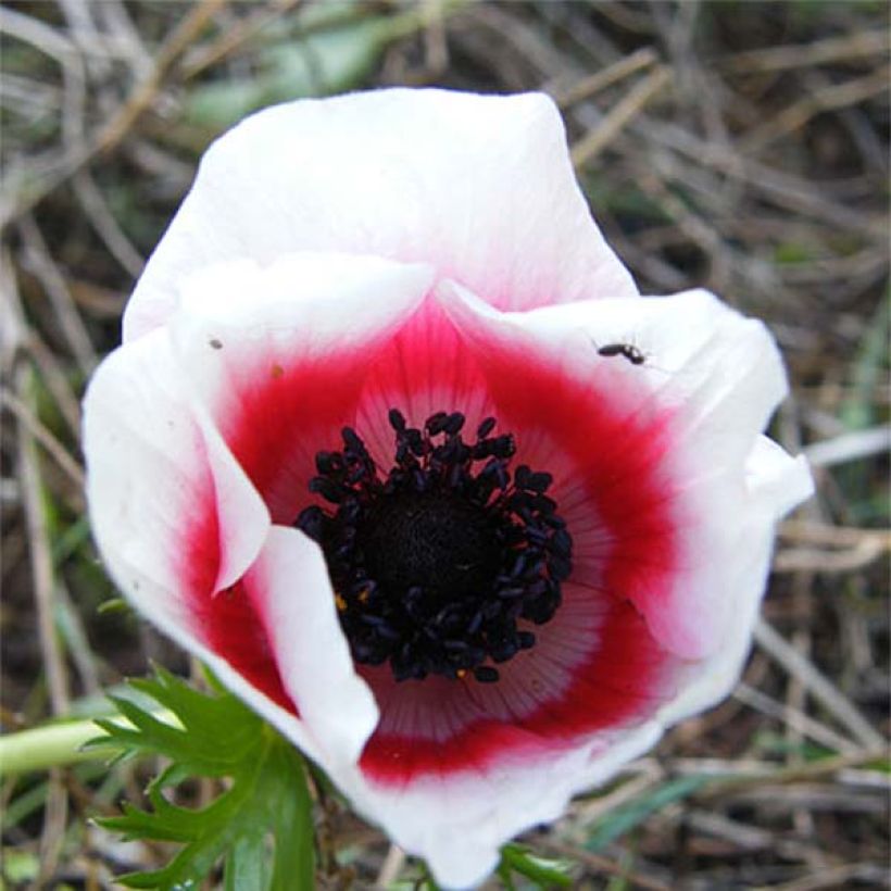 Anemone coronaria Bicolor - Anemone dei fiorai (Fioritura)