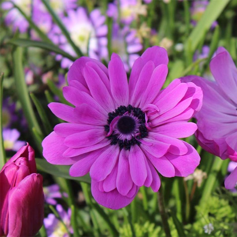 Anemone coronaria double Admiral - Anemone dei fiorai (Flowering)