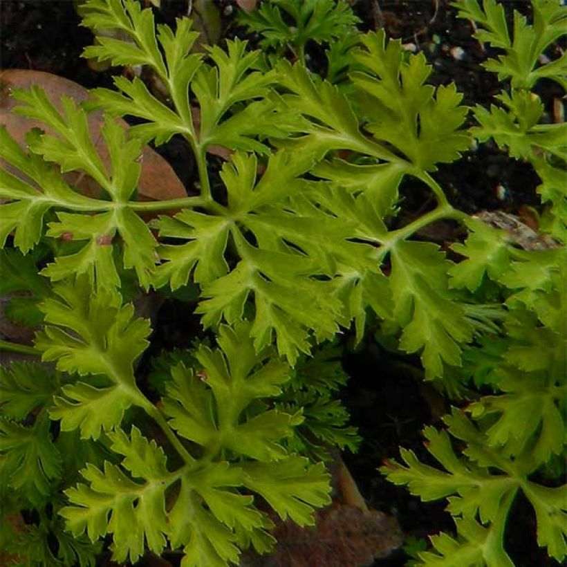 Anemone coronaria Mount Everest - Anemone dei fiorai (Foliage)