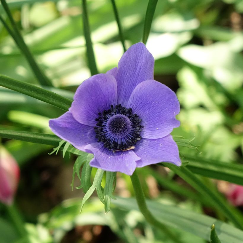 Anemone coronaria Mr Fokker - Anemone dei fiorai (Flowering)
